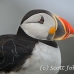 puffin_atlantic_msi_h_0882_can0708.jpg